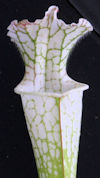 S. leucophylla - North of East
