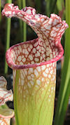 S. (leucophylla - Franklin Cou