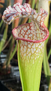 S. (leucophylla - Franklin Cou