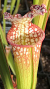 S. (leucophylla - Franklin Cou