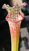 S. (leucophylla - Franklin Cou