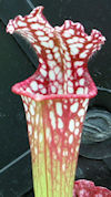 S. (leucophylla - Franklin Cou