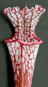 S. (leucophylla - Franklin Cou