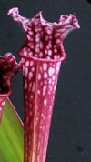 S. (leucophylla - Franklin Cou