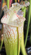 S. (leucophylla - 'Hurricane C