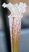 S. (leucophylla - 'Hurricane C