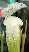 S. (leucophylla - 'Hurricane C