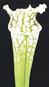 S. (leucophylla - 'Hurricane C