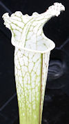 S. (leucophylla - 'Hurricane C