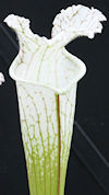 S. (leucophylla - 'Hurricane C