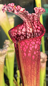 S. leucophylla - Red/pink tube