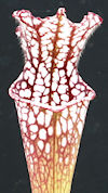 S. leucophylla - #84 x leucoph