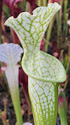 S. leucophylla - 'Hurricane Cr