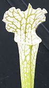 S. leucophylla - 'Hurricane Cr