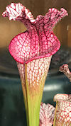 S. (leucophylla - 'Purple Lips
