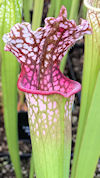 S. (leucophylla - 'Purple Lips