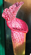 S. (leucophylla - 'Purple Lips