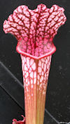 S. (leucophylla - 'Purple Lips