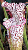 S. (leucophylla - 'Purple Lips
