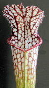 S. (leucophylla - 'Purple Lips