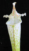 S. leucophylla - 'Hurricane Cr