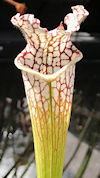 S. leucophylla - A1, red/white