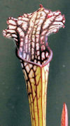 S. leucophylla - Purple and wh