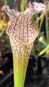 S. leucophylla - very red, wid