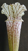 S. leucophylla - Very white, p