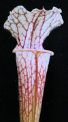 S. leucophylla - L9/2012 Altai