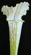 S. leucophylla - 'Schnell's Gh