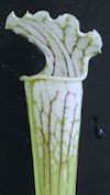 S. leucophylla - 'Schnell's Gh