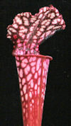 S. leucophylla - 'Burgundy' - 