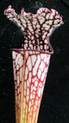 S. leucophylla - 'Burgundy' - 