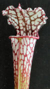S. leucophylla - 'Burgundy' - 