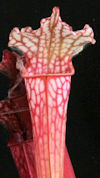 S. leucophylla - 'Burgundy' - 