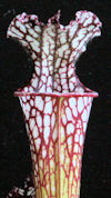 S. leucophylla - 'Burgundy' - 