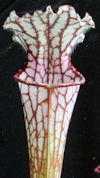 S. leucophylla - 'Burgundy' - 