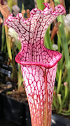 S. leucophylla - L05/3 PW x le