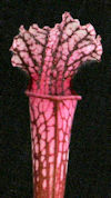S. leucophylla - L05/3 PW x le