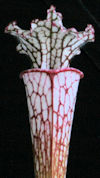 S. leucophylla - L05/3 PW x le