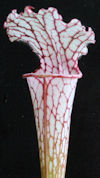 S. leucophylla - L05/3 PW x le