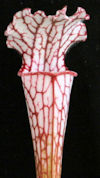 S. leucophylla - L05/3 PW x le