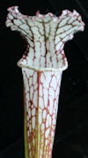 S. leucophylla - L05/3 PW x le