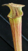 S. 'Unknown hybrid' - Ex SL147