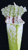 S. leucophylla - 'Red throat #