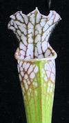 S. leucophylla - 'Red throat #