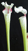 S. leucophylla var. alba x leu