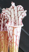 S. leucophylla var. alba x leu