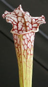 S. leucophylla - 'Cronus/Titan